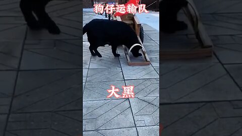 #可爱毛孩#狗仔运输队 #搞笑娱乐#funny animal