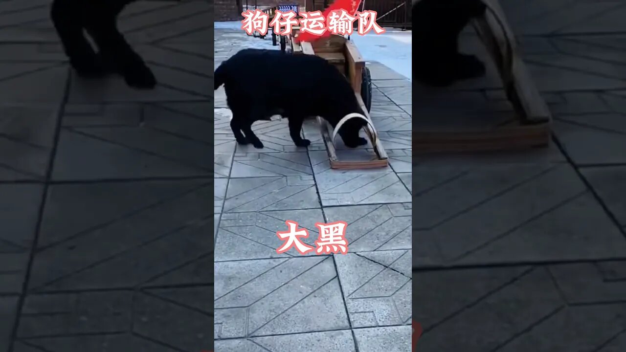 #可爱毛孩#狗仔运输队 #搞笑娱乐#funny animal