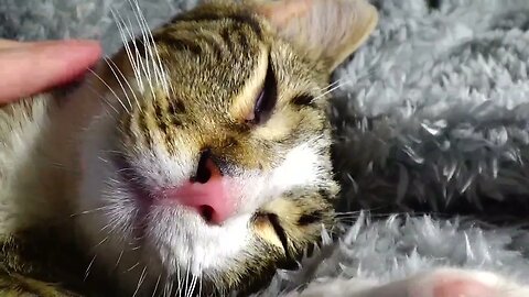 A Little Cat In a Deep Sleep
