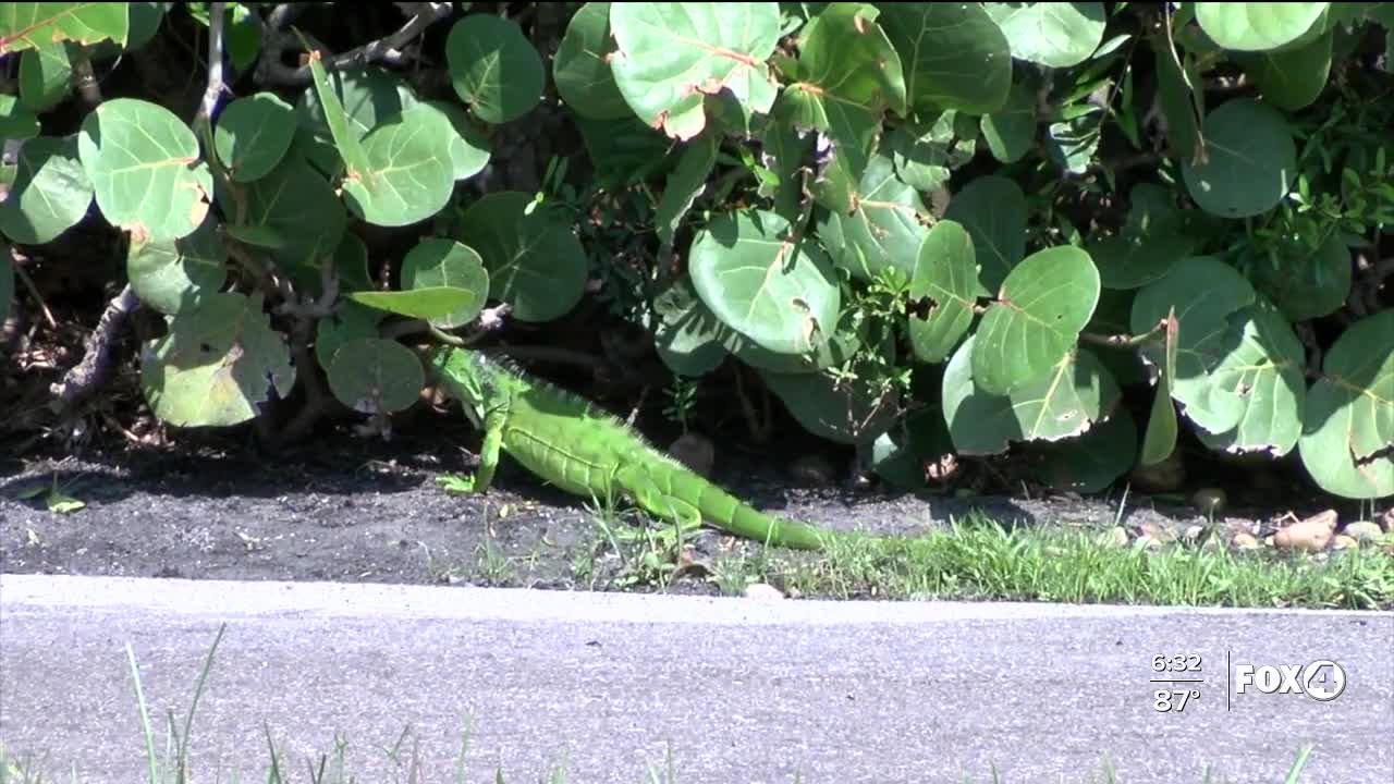 City of Sanibel reinstates The Green Iguana Removal Program