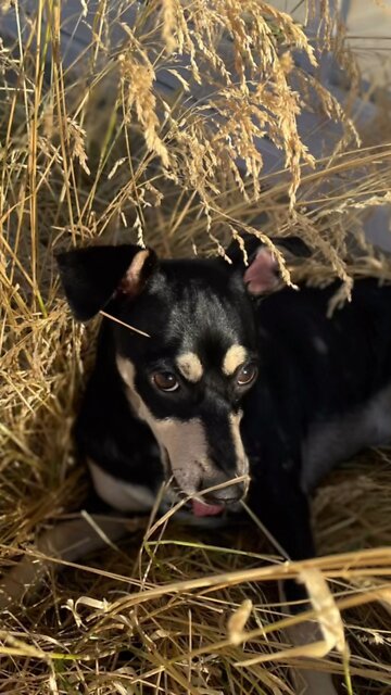 Life Lessons from Puppy Rocket