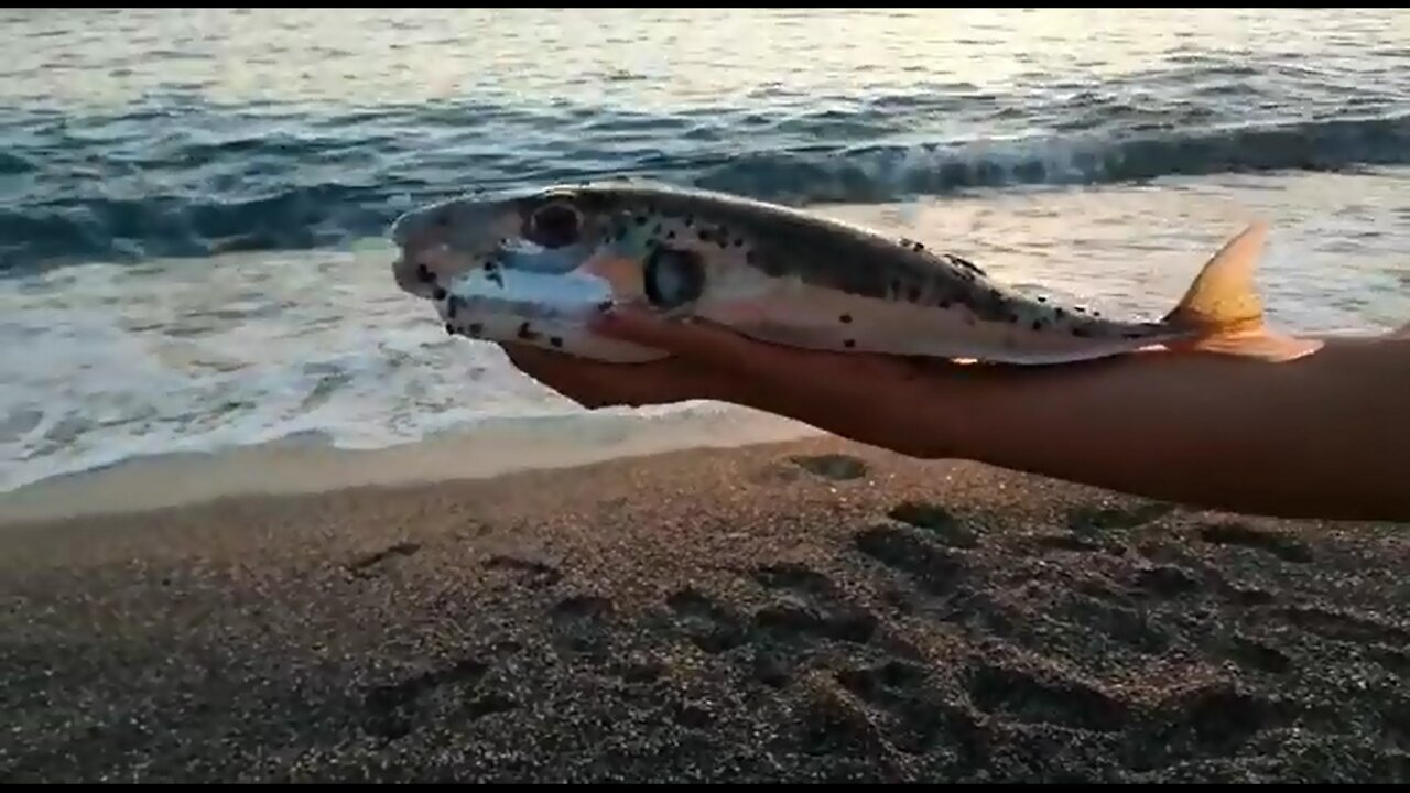 Caught a puffer fish and she ate a stick