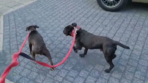 BREED AFFINADO or BULL & TERRIER ENTHUSIAST? Patterdale Irish Staffordshire American Pitbull Terrier