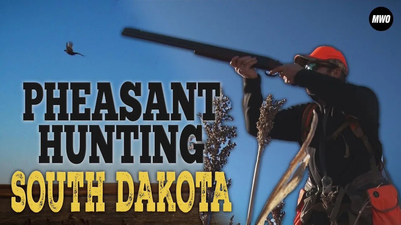 Pheasant Hunting in South Dakota