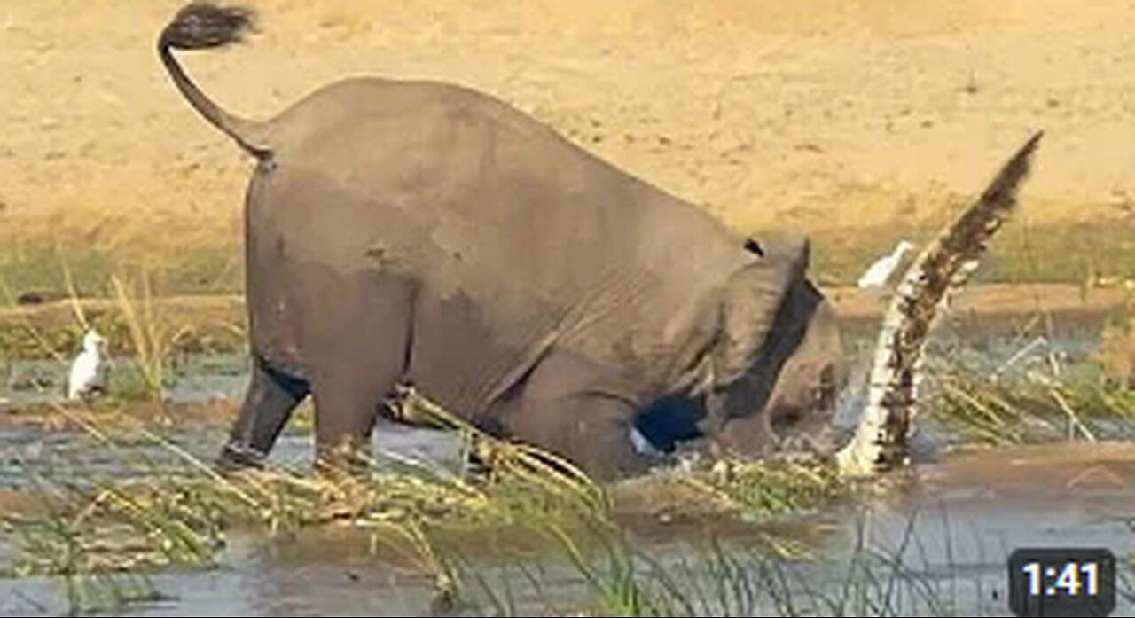 ELEPHANT KILLS CROCODILE encounter