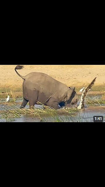 ELEPHANT KILLS CROCODILE encounter