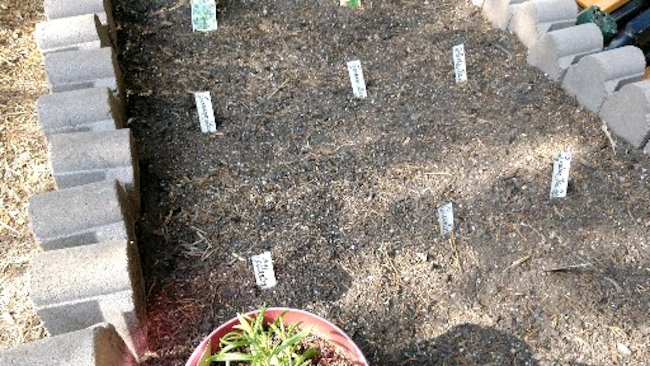 Herb Bed Planting