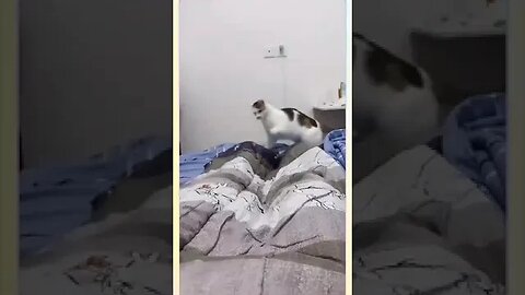 Funny Cutes Cats #cat #funnyanimals #kitten
