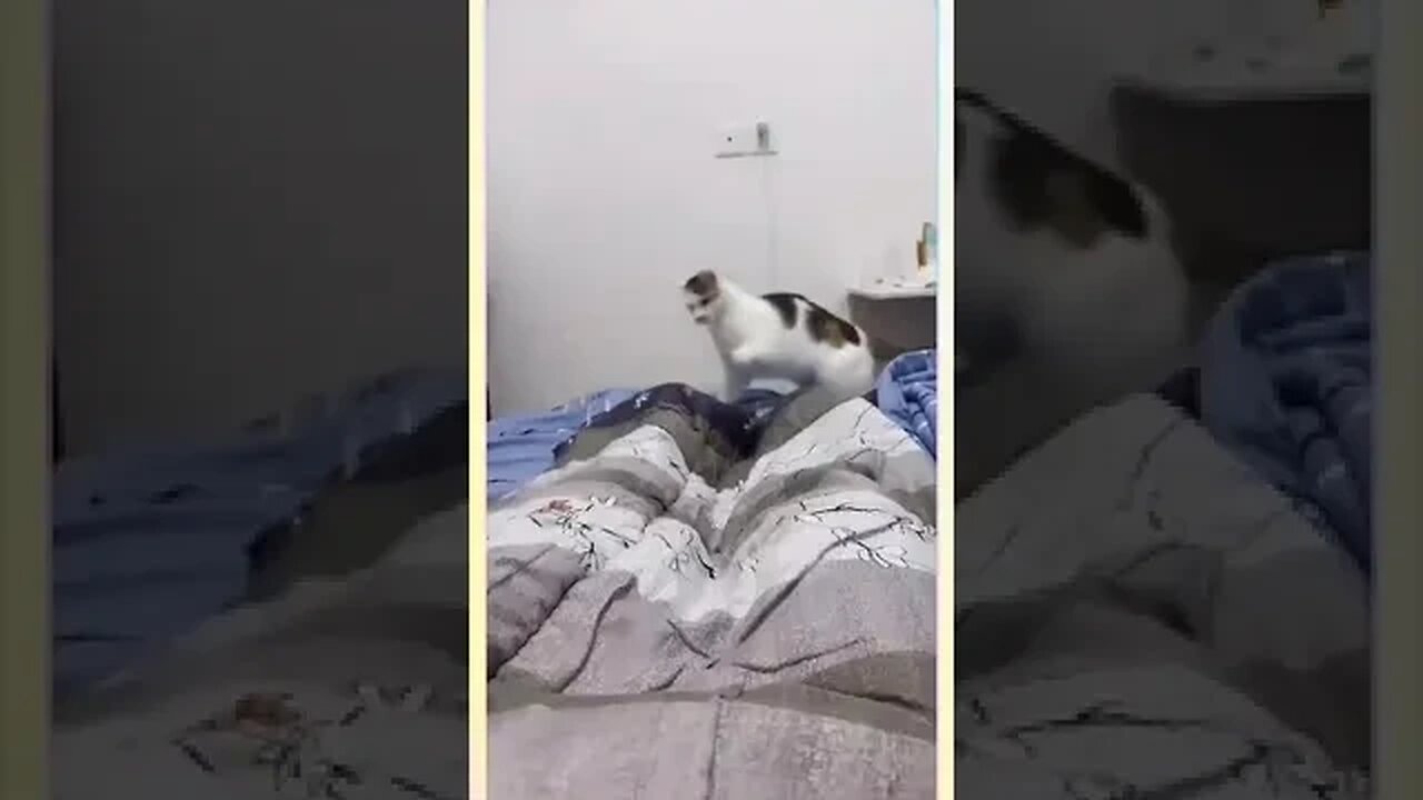 Funny Cutes Cats #cat #funnyanimals #kitten