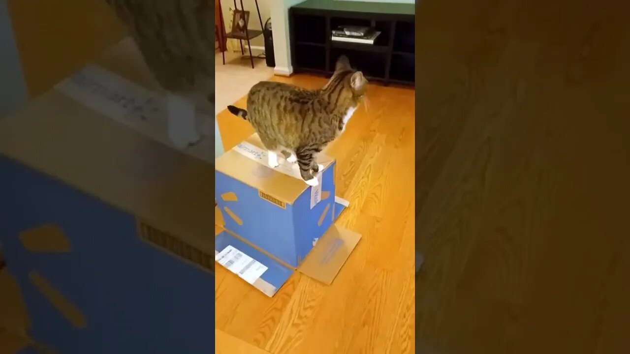 Cat on a box