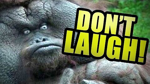 Try Not To Laugh (Meme Compilation) #1