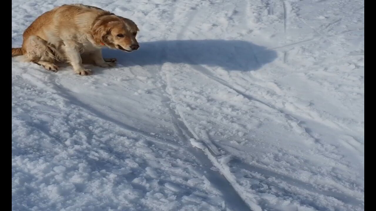 From A Turtle Rescue to a dog who adores the Snow