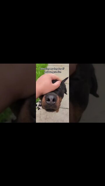 Can we get 1 Like 🙏 pretty please 🥺 #puppy #dog #rottweiler