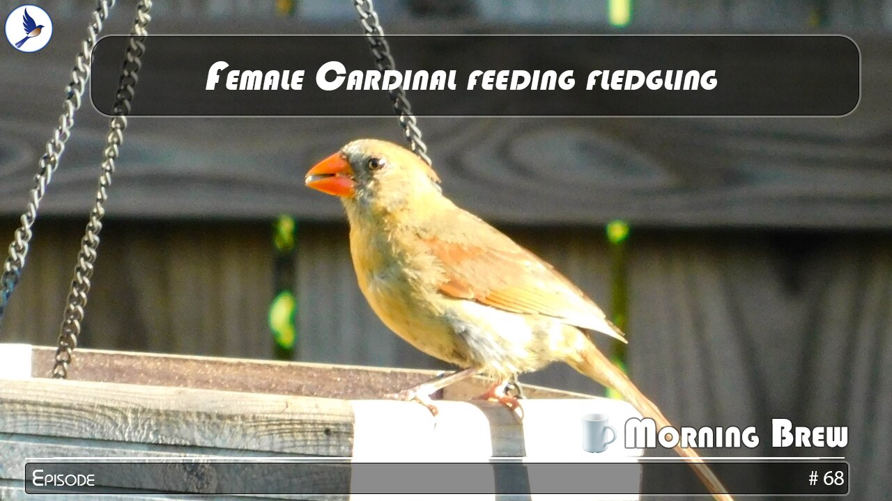 Female cardinal feeding her fledgling