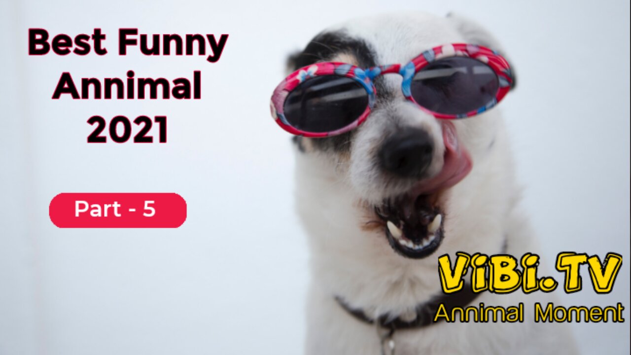 Best Of The 2021 Funny Animals