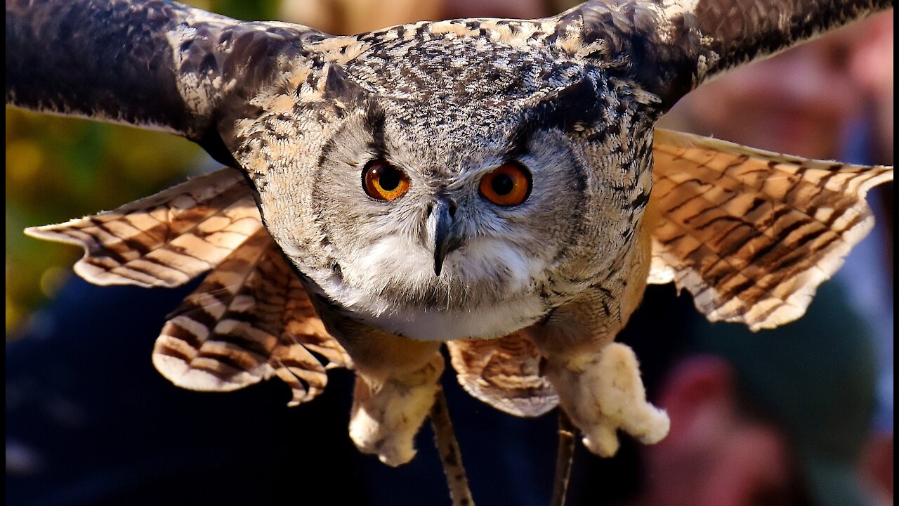 Owls bird in the forest