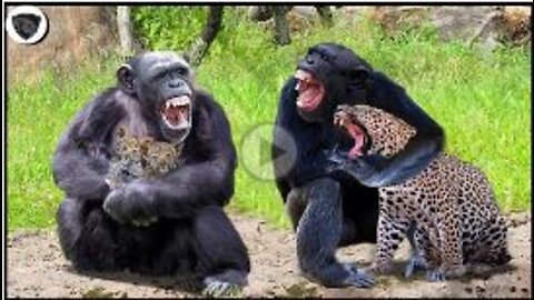 Evil Chimpanzees Destroy The Whole Leopard Family Mercilessly || 2022