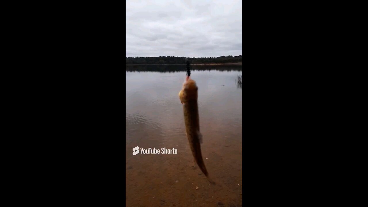 brown trout caught on a fly with a float