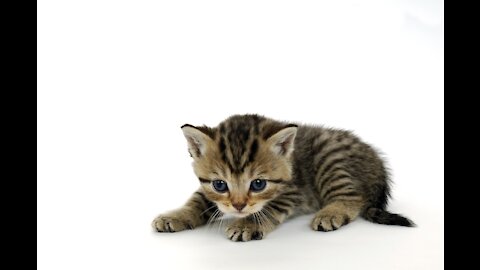 So many cute kittens videos compilation 2021