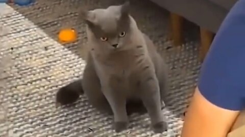 Mother(cat) Reactions when owner play with kitten