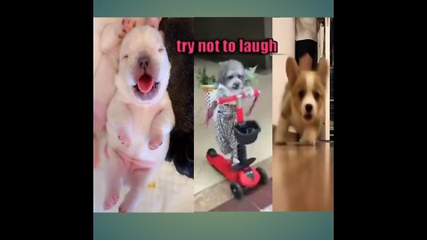 Baby dog -cute and funny dog video compilation!!try not to laugh