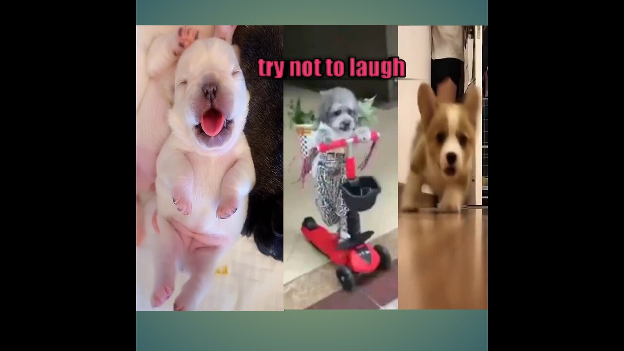 Baby dog -cute and funny dog video compilation!!try not to laugh