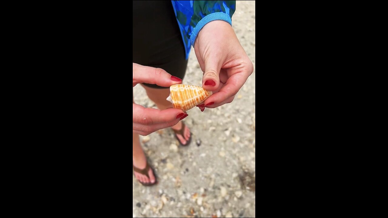 Livestream Replay | Rare Golden Banded Cone & Junonia