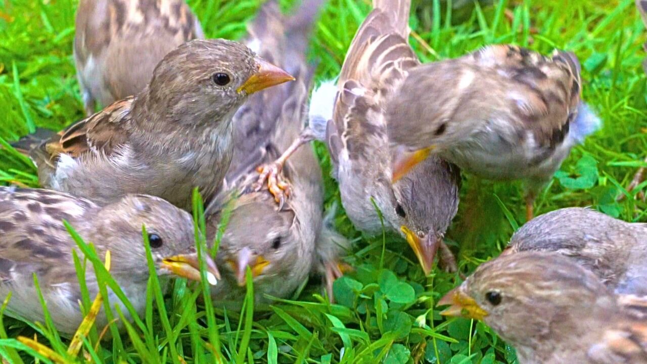 Daring House Sparrows Come Little Closer on Green Grass