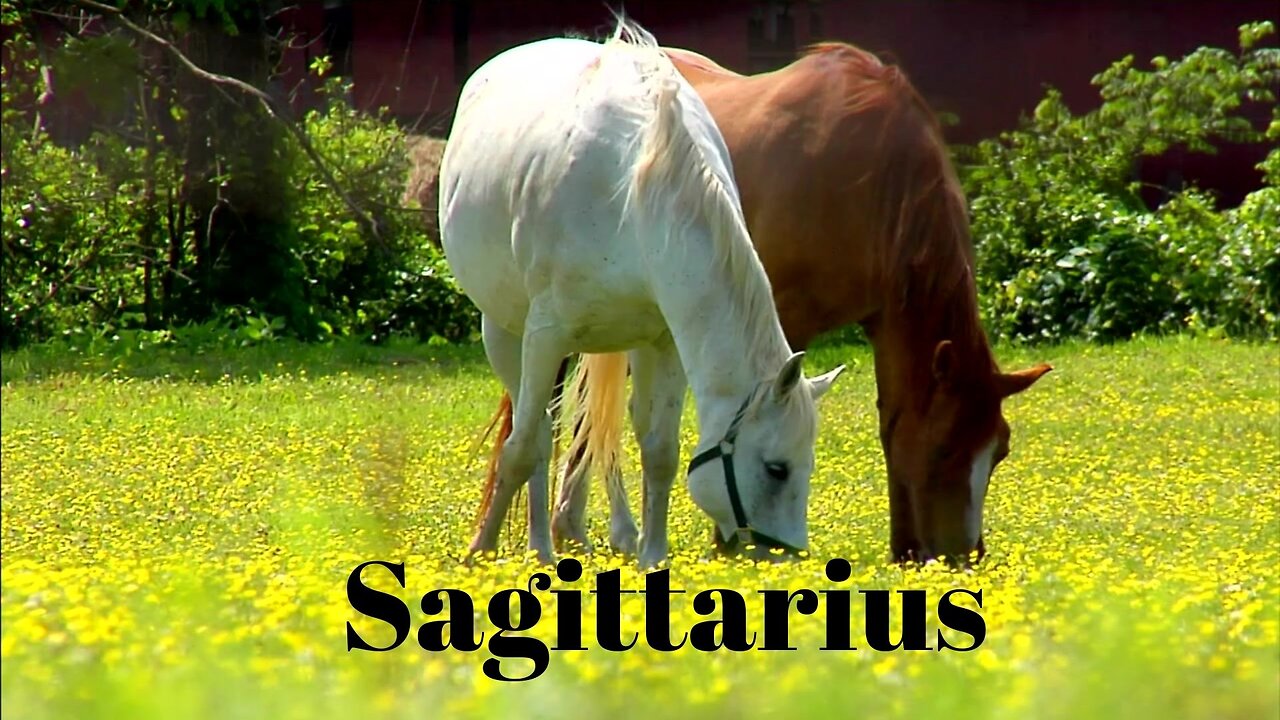 sagittarius scorpio season 10/23/24-11/22/24