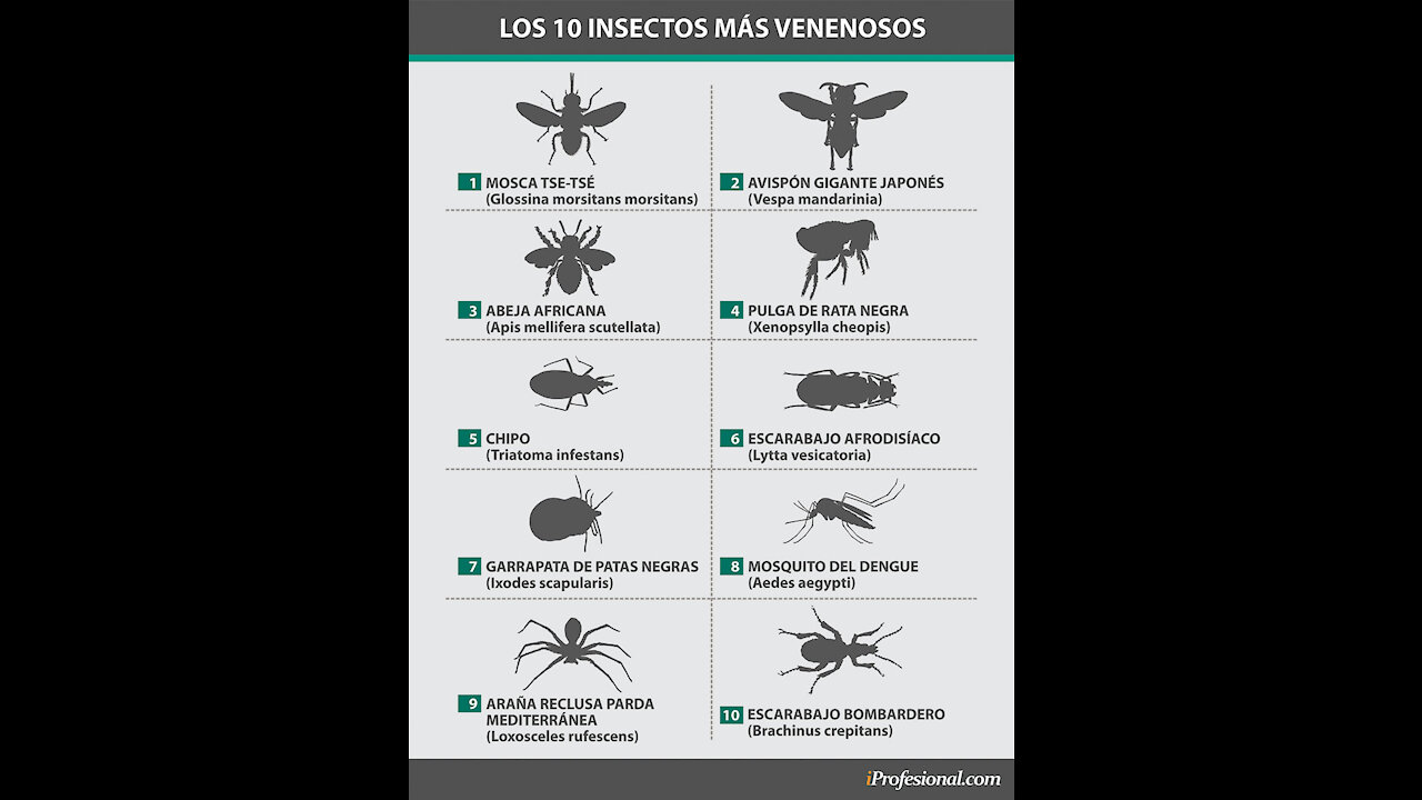 10 Insectos Y Arácnidos Más Peligrosos Del Mundo