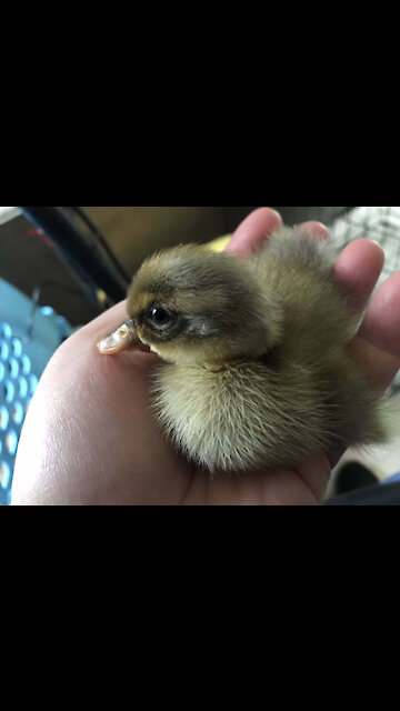 First ducklings of the season