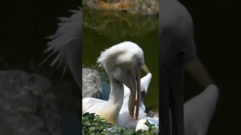 Beautiful birds #shorts 🦢🦆🦢