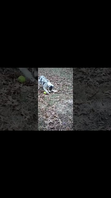 #aussie #puppy #fetch