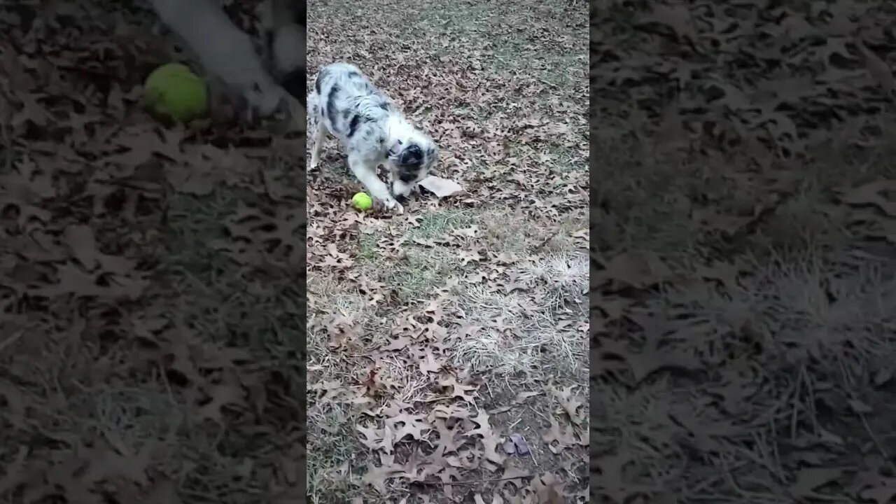 #aussie #puppy #fetch