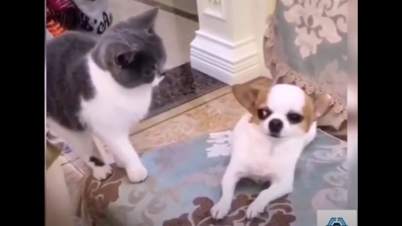 Try Not to LAUGH - Funny pets compilations
