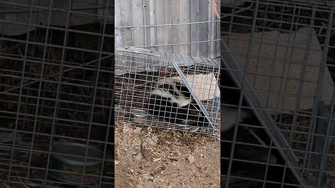 #predator #trap #farm