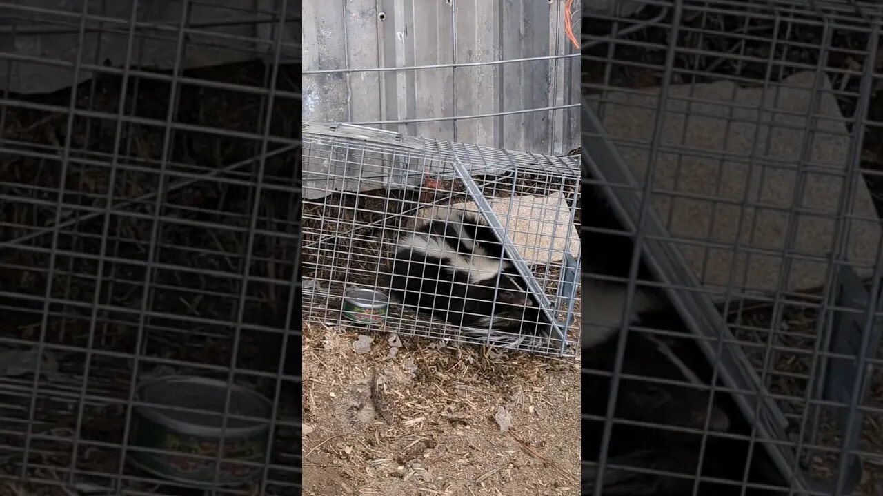 #predator #trap #farm