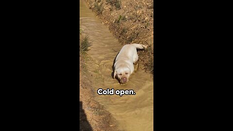 Dogs in Mud