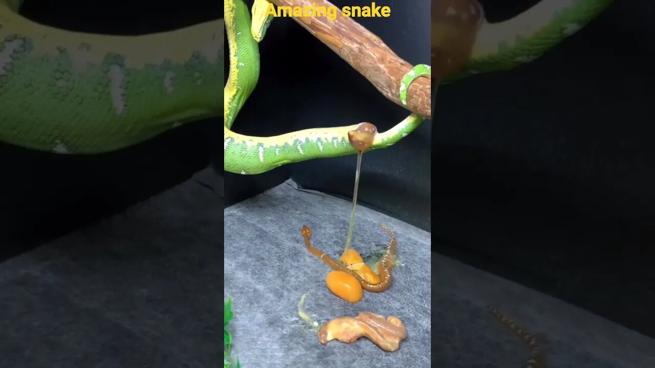 the amazing snake#viralshorts #viral #short #amazing #snake #video