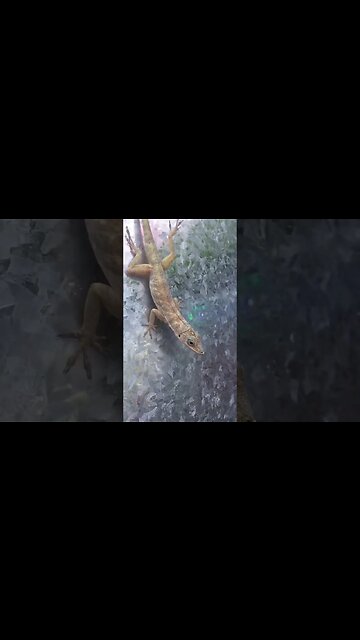 Lizard liming at my place