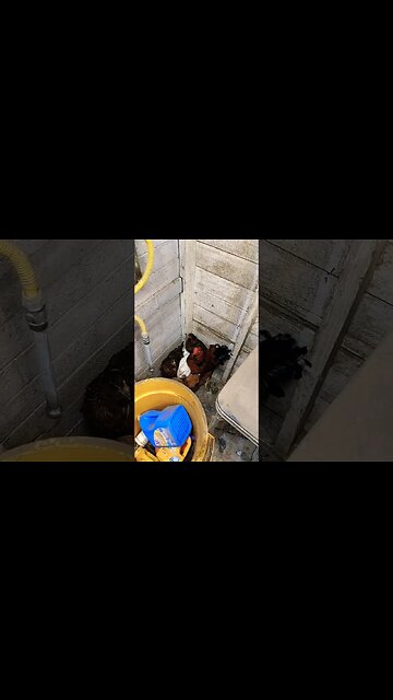 buy yourself some chickens to help defend during the recession