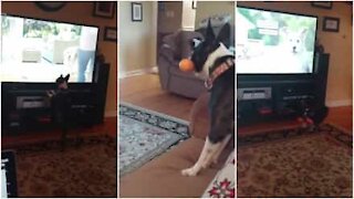 Cagnolina vuole giocare con i cani della TV