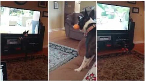 Cagnolina vuole giocare con i cani della TV