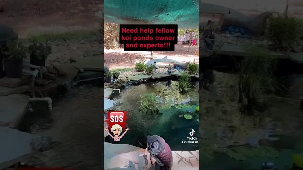 Do you have koi pond? Have you had snakes?