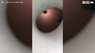 La gourmandise de ce chat est un vilain pécher!