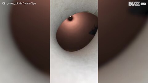 La gourmandise de ce chat est un vilain pécher!