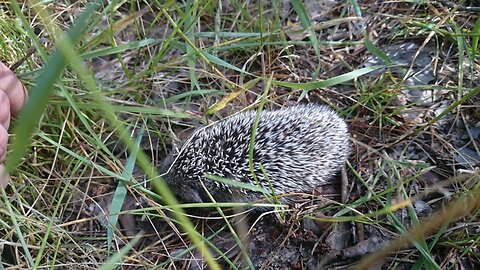 Beautiful hedgehog