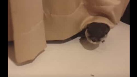 Pet otter loves playing with curtains