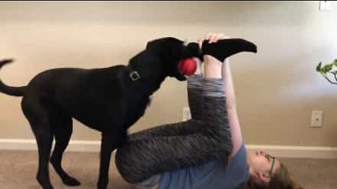 Dona é interrompida por cão durante sessão de yoga