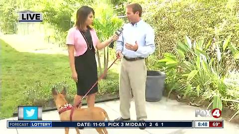 Animal Refuge Center to host Starlight Auction